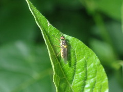 Acanthasargus flavipes