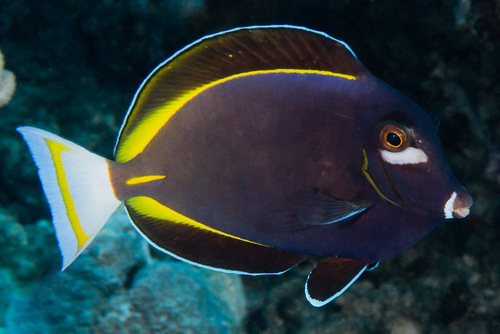 Whitecheek Surgeonfish