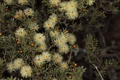 Melaleuca haplantha