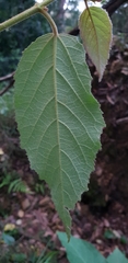 Seringia arborescens