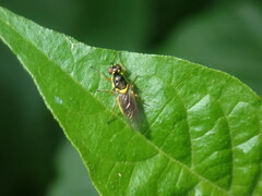 Acanthasargus flavipes