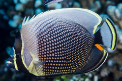 Chaetodon reticulatus