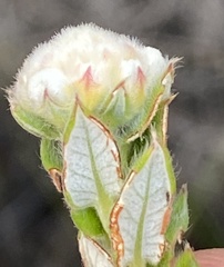 Phylica nervosa