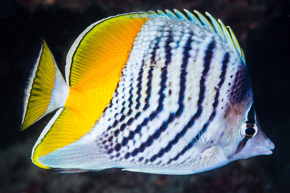 Merten's Butterflyfish