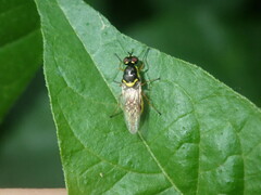 Acanthasargus flavipes