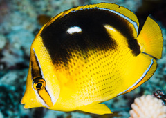 Chaetodon quadrimaculatus