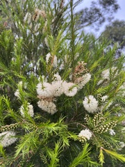 Melaleuca ericifolia