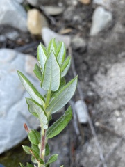 Phylica nervosa