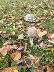 Coprinus comatus