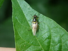 Acanthasargus flavipes