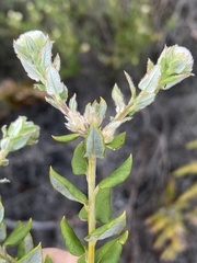 Phylica nervosa