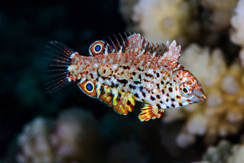 Parrotfish