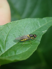 Acanthasargus flavipes