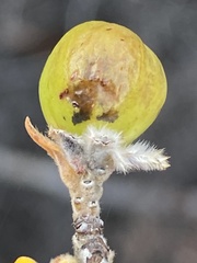 Phylica nervosa