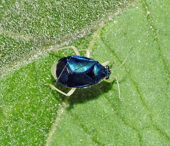 Heterocoris dilatatus