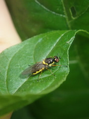 Acanthasargus flavipes