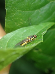 Acanthasargus flavipes