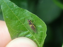 Acanthasargus flavipes