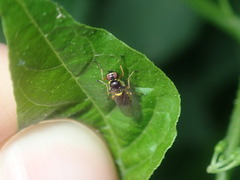 Acanthasargus flavipes