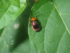 Aporocera