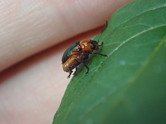 Aporocera