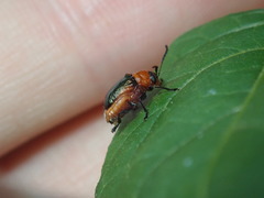 Aporocera