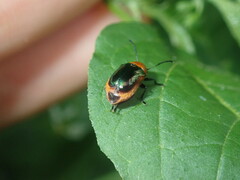 Aporocera