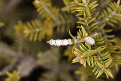 Physopsis lachnostachya