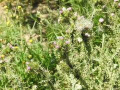 Carduus tenuiflorus