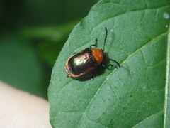 Aporocera
