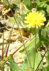 Crepis vesicaria