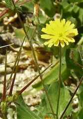Filago pyramidata
