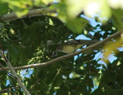 Vireo
