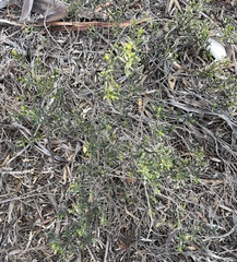 Halgania andromedifolia