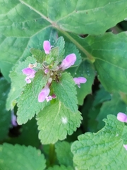 Lamium purpureum