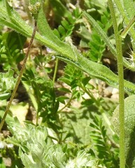 Biserrula pelecinus