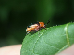 Aporocera