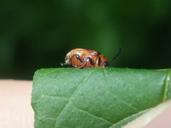 Aporocera