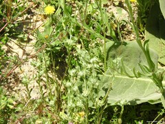 Biserrula pelecinus
