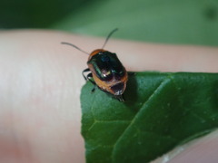 Aporocera