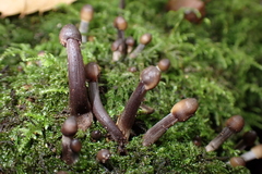 Mycena polygramma