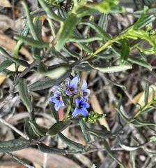 Halgania andromedifolia