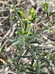 Halgania andromedifolia