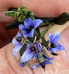 Halgania andromedifolia