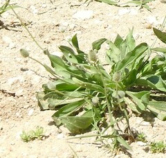 Plantago lagopus