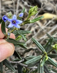 Halgania andromedifolia