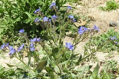 Anchusa azurea