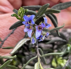 Halgania andromedifolia