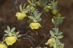 Pimelea suaveolens