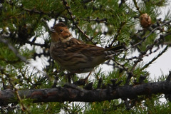 Emberiza pusilla